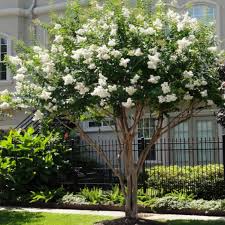 Natchez Crepe Myrtle