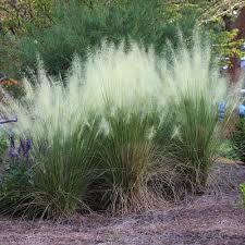White Cloud Muhly Grass