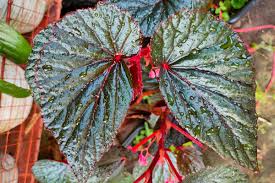 Angel Wing Begonia