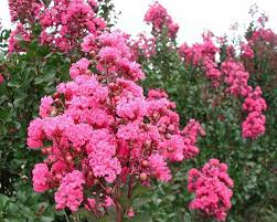 Pink Velour Crepe Myrtle