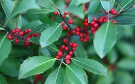 Savannah Holly