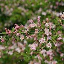 Rosa’s Blush Blueberry