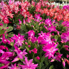 Hot Pink Christmas Cactus