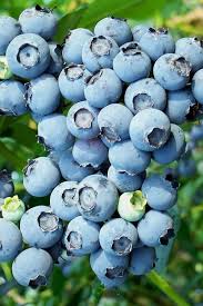Brightwell Blueberry