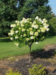Limelight Hydrangea Tree
