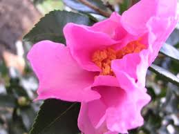 Marti Camellia