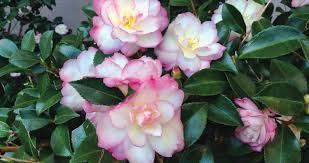 Leslie Ann Camellia
