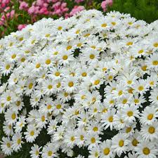 Snowcap Shasta Daisy