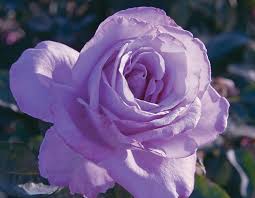 Blue Girl Rose