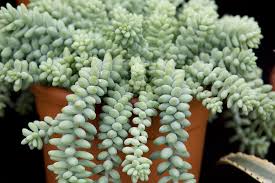 Burrito Sedum