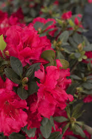 Red Ruffles Azalea