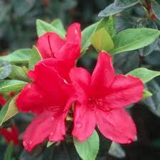 Sunglow Azalea