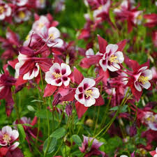Aquilegia - Columbine