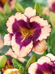 Tropical Surprise Daylily
