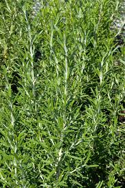 BBQ Rosemary