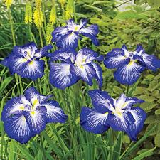 Gusto Iris