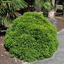 Globosa Nana Cryptomeria
