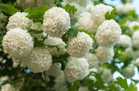 Chinese Snowball Viburnum