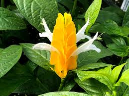 Yellow Shrimp Plant