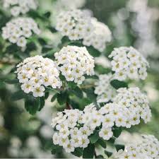 Reeves Bridal Wreath Spirea