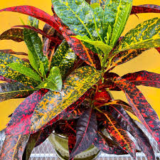 Freckles Croton Tree
