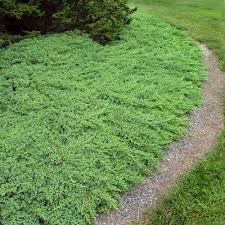 Green Mound Juniper