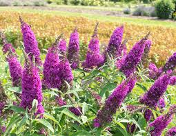 Royal Razz Butterfly Bush