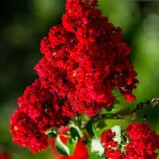 Colorama Scarlet Crepe Myrtle