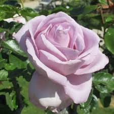 Le Petit Prince Rose