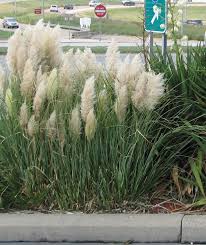 Dwarf Pampas Grass