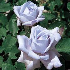 Blue Girl Rose
