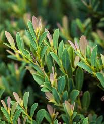 Cinnamon Girl Distylium