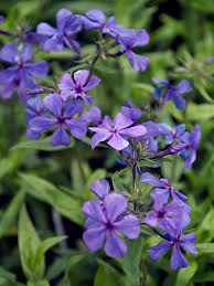 Louisiana Blue Woodland Phlox