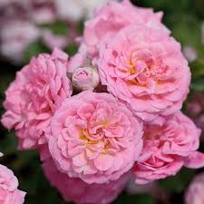 Sweet Drift Rose