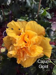 Cajun Gold Cajun Hibiscus