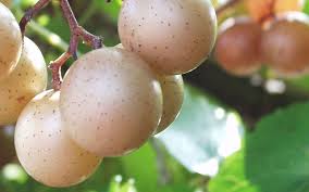 Scuppernong Muscadine
