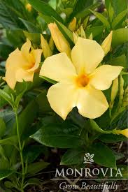 3-N-1 Sun Parasol® Mandevilla