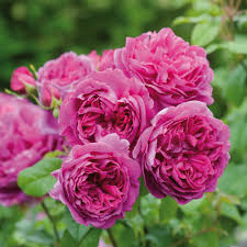 David Austin "Young Lycidas" Rose