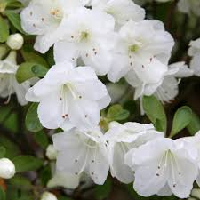 White Gumpo Azalea