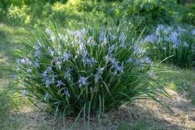 Milky Way Varigated African Iris