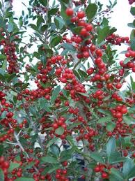 Pride of Houston Yaupon Holly