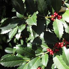 Liberty Holly