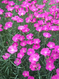 Firewitch Dianthus