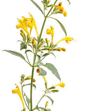 Maestro Gold Hummingbird Mint