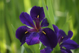 Louisiana Purple Iris