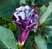 Ballerina Purple Angel Trumpet