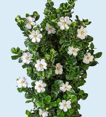 Diamond Spire Gardenia