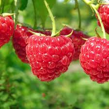 Caroline Raspberry