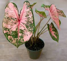 Pink Beauty Caladium