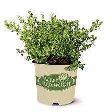 Better Boxwood